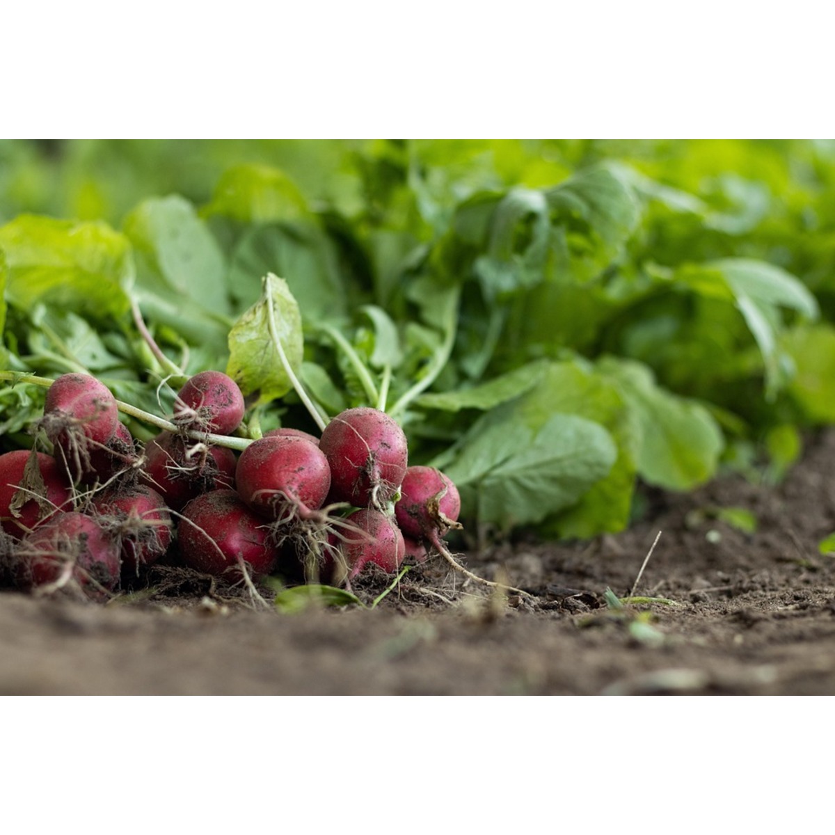 FSSC 22000, ISO 22000, HACCP Certification